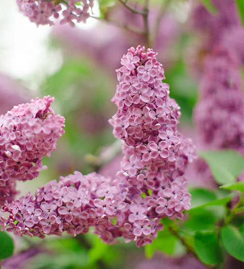 lilac blossoms